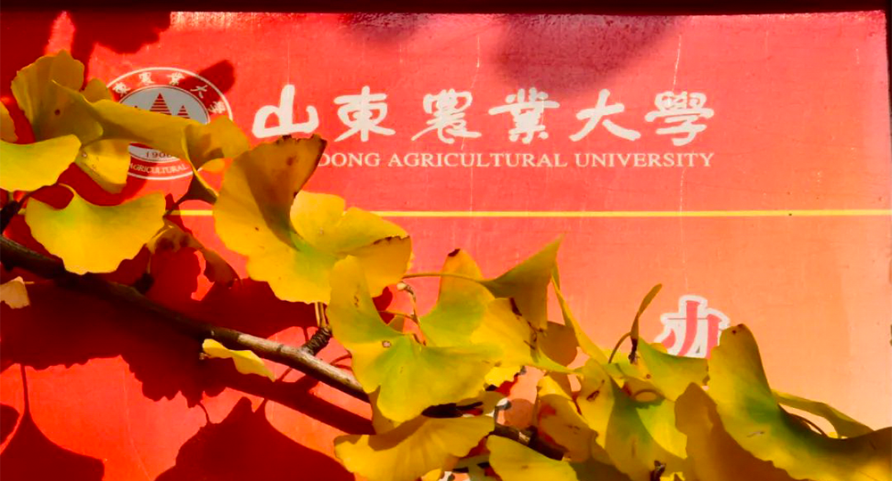 山東農(nóng)業(yè)大學(xué)：校名題寫 / ?；赵O(shè)計