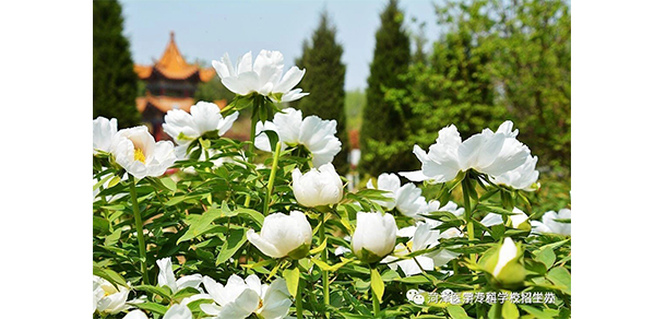 菏澤醫(yī)學(xué)?？茖W(xué)校 - 最美大學(xué)